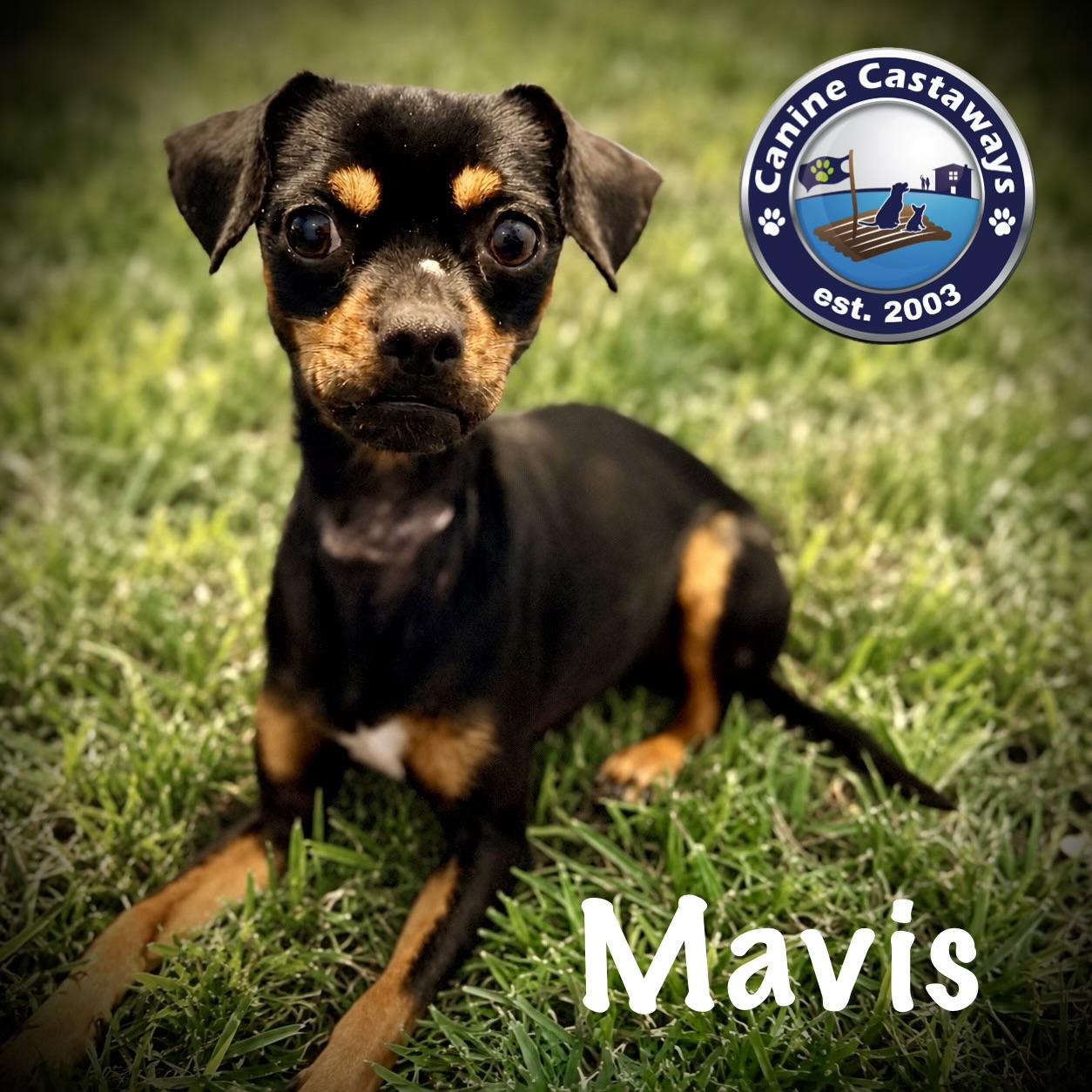 Enlarge Mavis, a Adoptable mixed breed in Arcadia, FL image 2/3