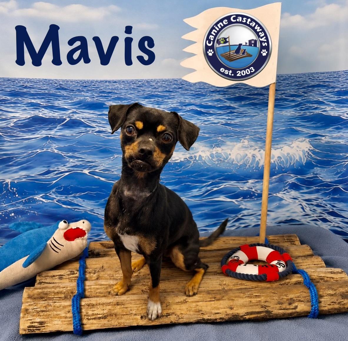 Mavis, Adoptable, Young Female Miniature Pinscher & Chihuahua.