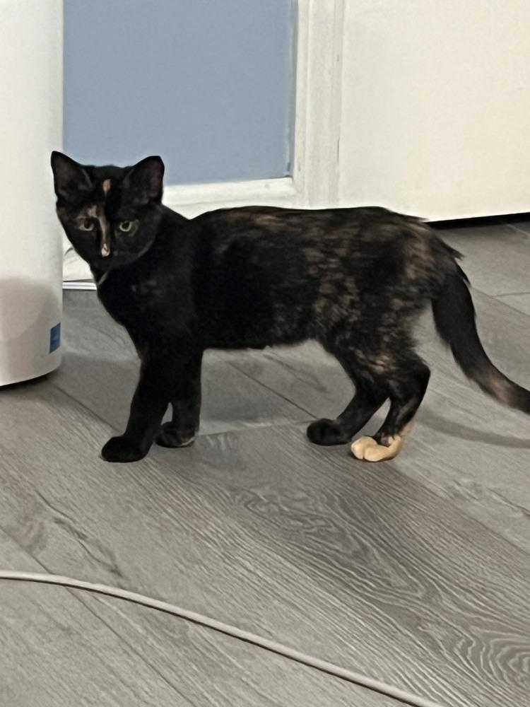 Rizzo, Adoptable, Kitten Female Domestic Short Hair & Domestic Short Hair.