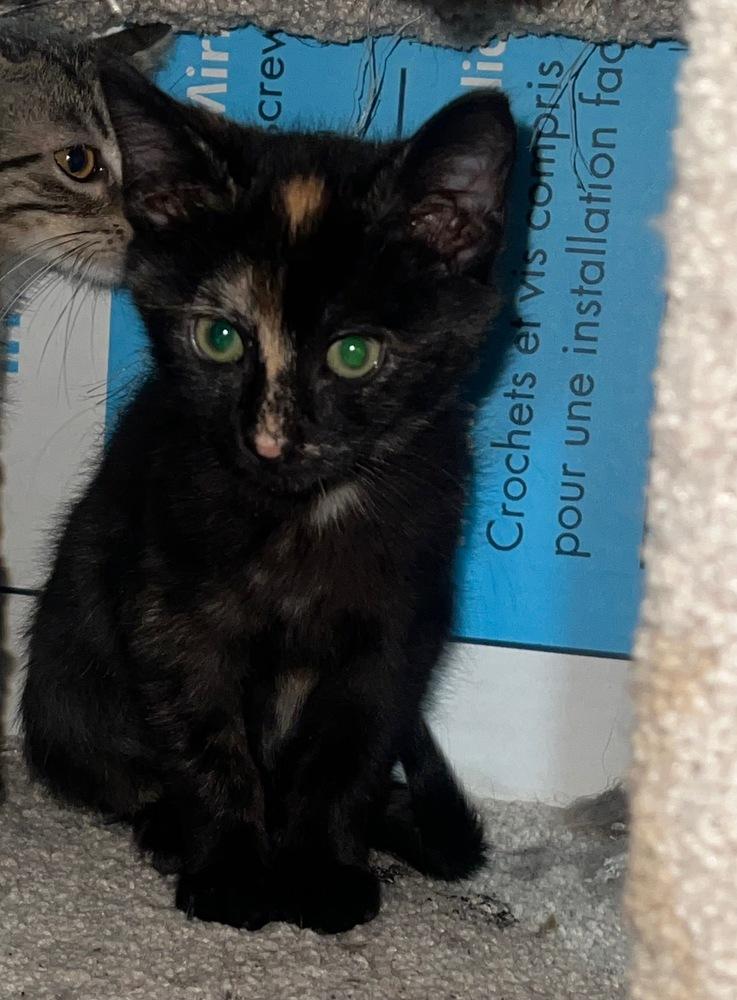 Enlarge Rizzo, a Adoptable mixed breed in Wilmington, NC image 3/4