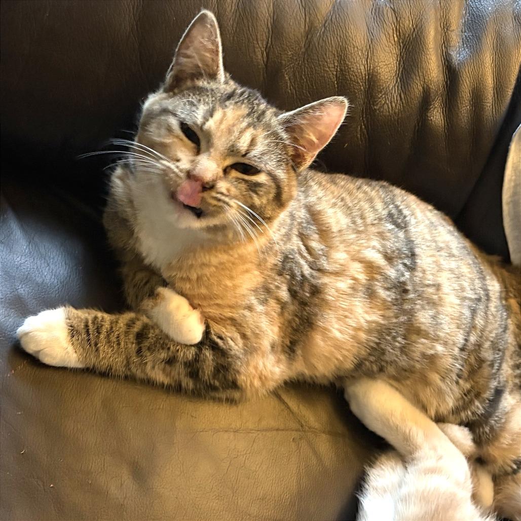 S'mores, a Adoptable Domestic Short Hair in Washougal, WA image 1/4