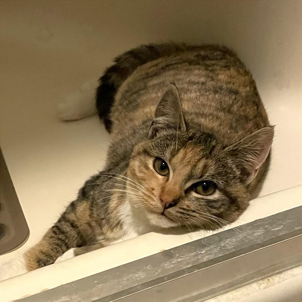 S'mores, a Adoptable Domestic Short Hair in Washougal, WA image 2/4