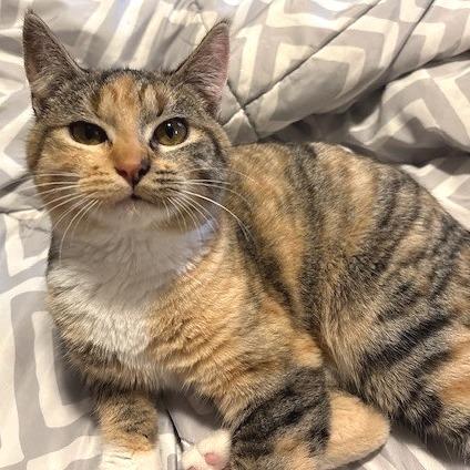 S'mores, a Adoptable Domestic Short Hair in Washougal, WA image 3/4