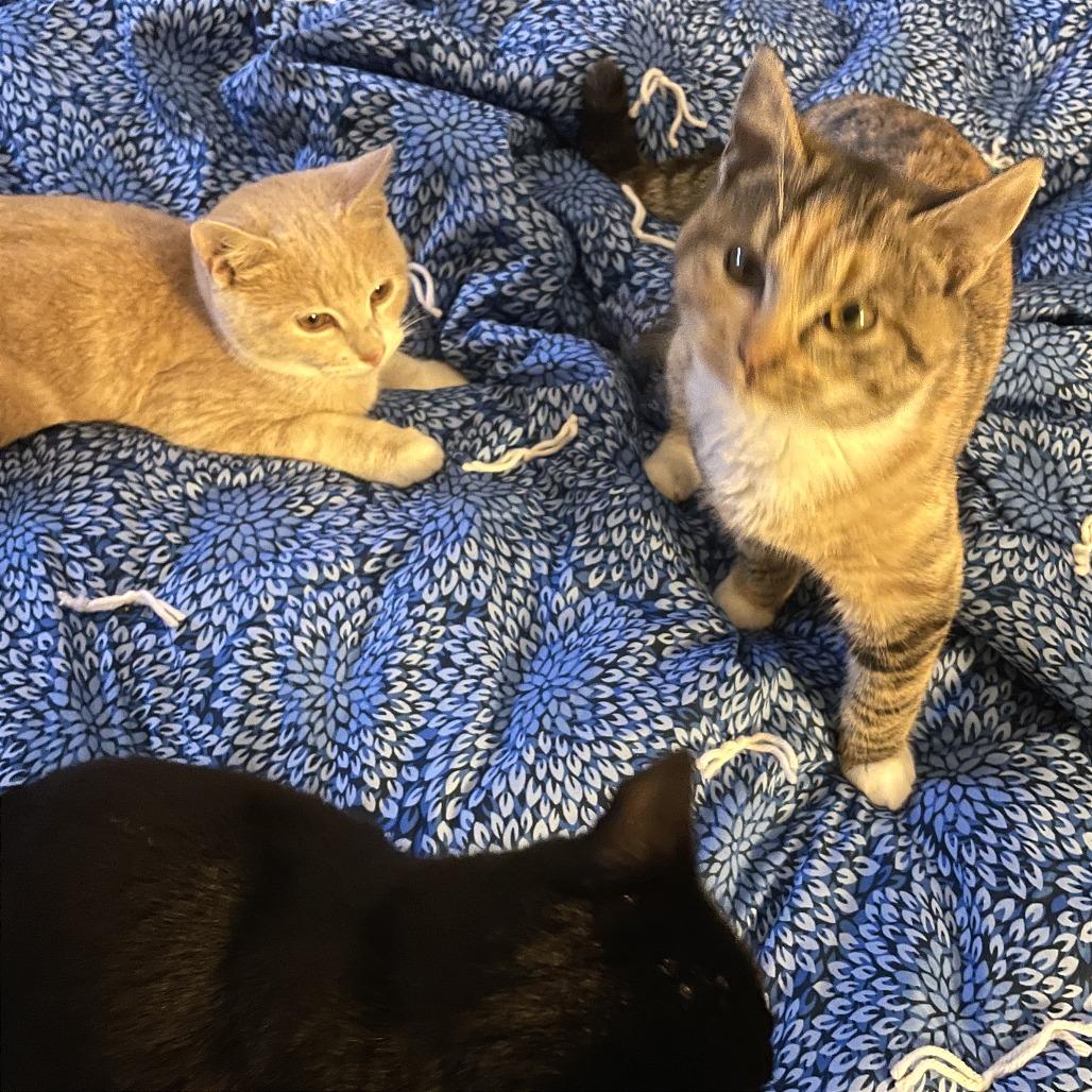 S'mores, a Adoptable Domestic Short Hair in Washougal, WA image 4/4