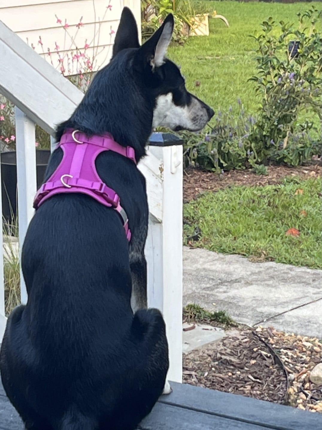 Enlarge Luna, an adoptable mixed breed in Manhasset, NY image 4/5