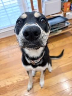 Enlarge Luna, an adoptable mixed breed in Manhasset, NY image 2/5