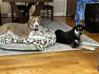 Enlarge Luna, an adoptable mixed breed in Manhasset, NY image 5/5