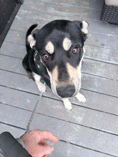 Enlarge Luna, an adoptable mixed breed in Manhasset, NY image 1/5