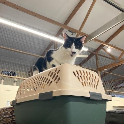 Enlarge Jules, a Adoptable Domestic Short Hair in Kankakee, IL image 5/6