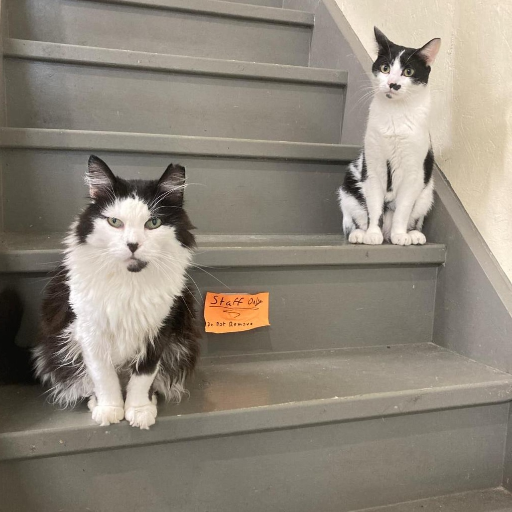 Jules, a Adoptable Domestic Short Hair in Kankakee, IL image 2/4