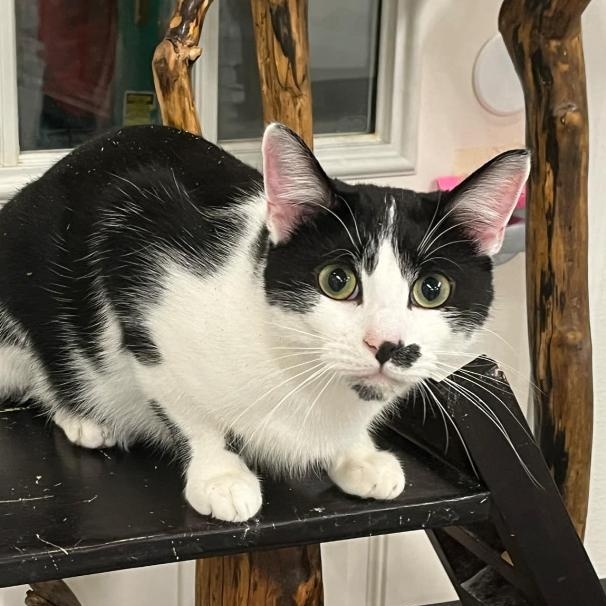 Jules, a Adoptable Domestic Short Hair in Kankakee, IL image 1/4