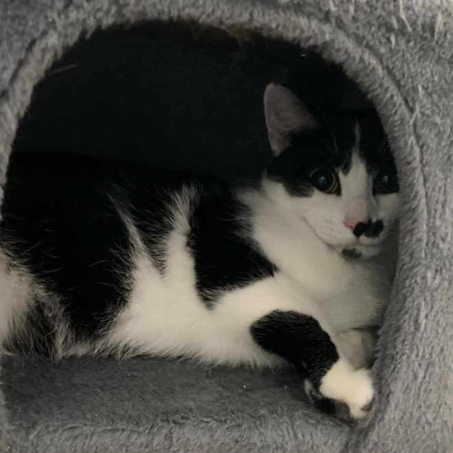 Jules, a Adoptable Domestic Short Hair in Kankakee, IL image 3/4