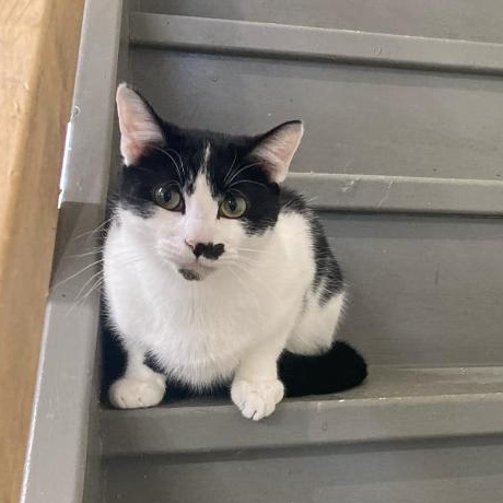 Jules, Adoptable, Young Male Domestic Short Hair.
