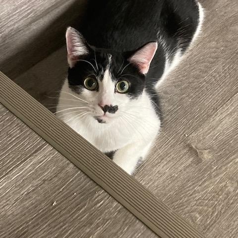 Enlarge Jules, a Adoptable Domestic Short Hair in Kankakee, IL image 6/6