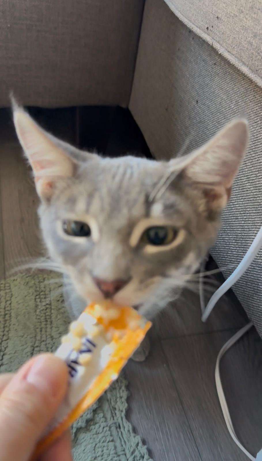 Enlarge Cassius, a ADOPTABLE Domestic Short Hair in Weehawken, NJ image 5/5