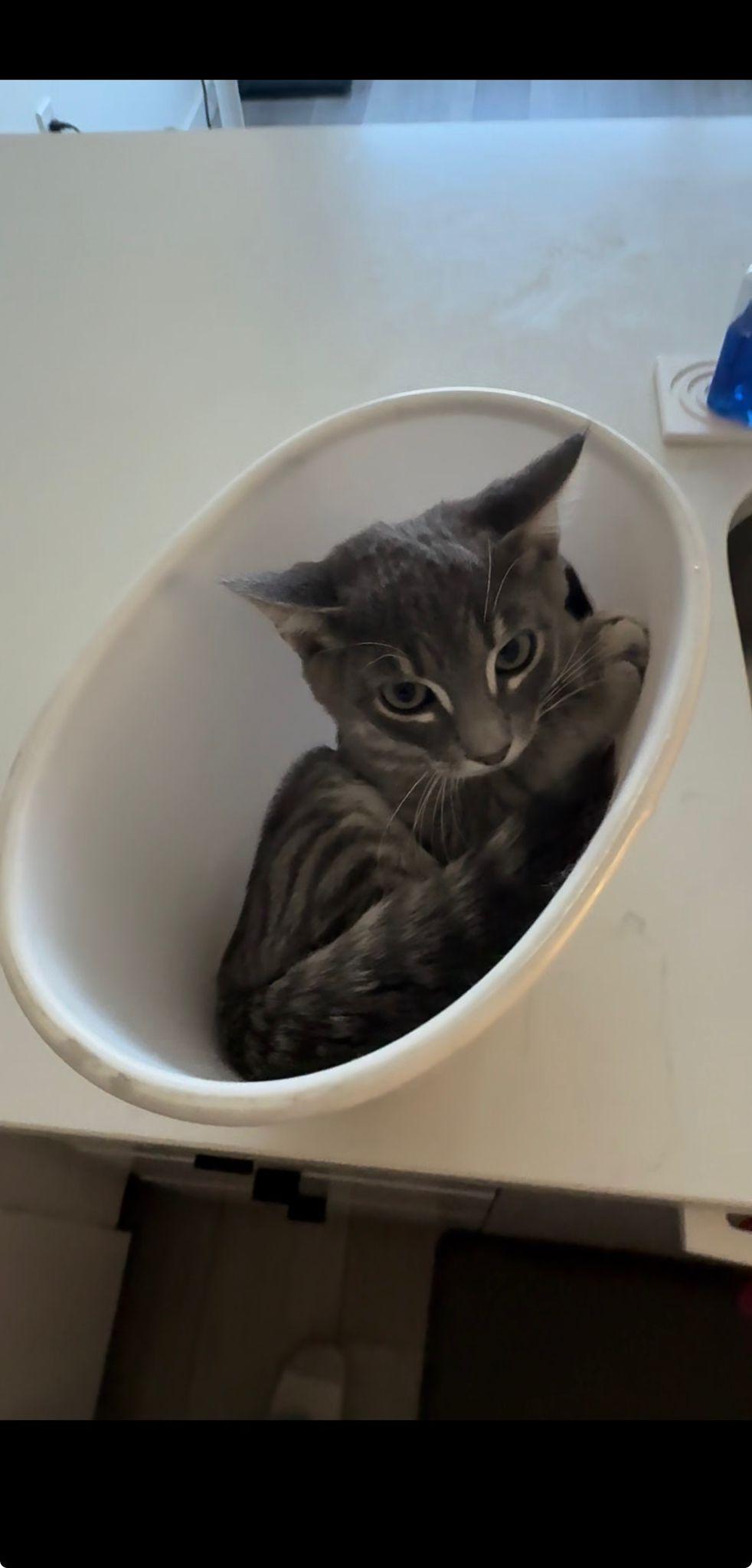 Enlarge Cassius, a ADOPTABLE Domestic Short Hair in Weehawken, NJ image 2/5