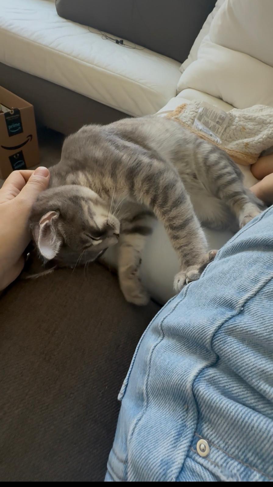 Enlarge Cassius, a ADOPTABLE Domestic Short Hair in Weehawken, NJ image 3/5