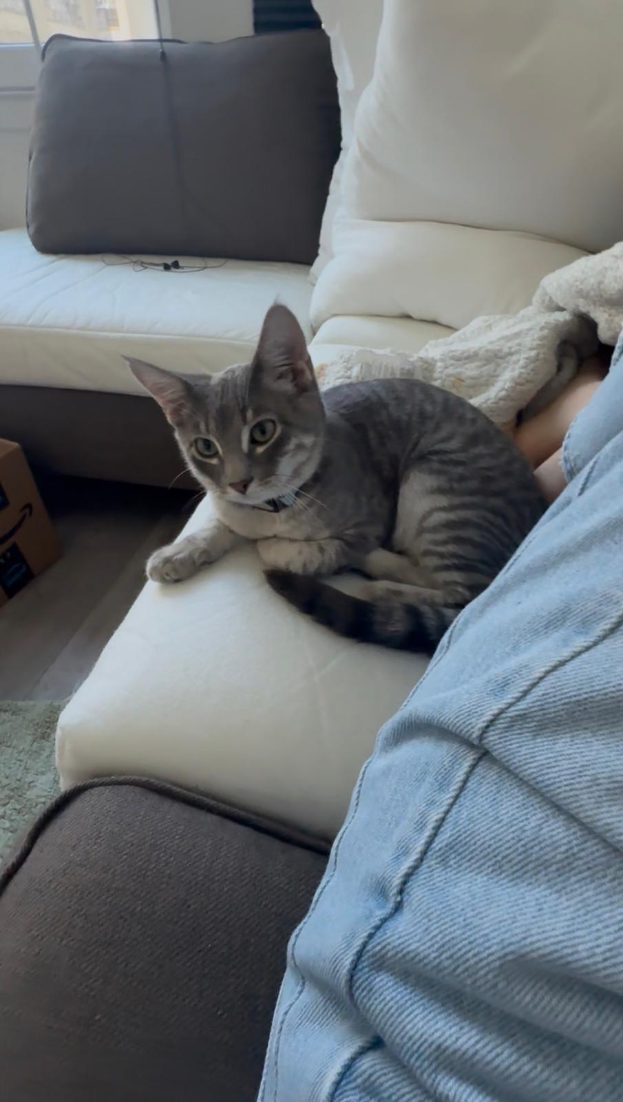 Enlarge Cassius, a ADOPTABLE Domestic Short Hair in Weehawken, NJ image 4/5