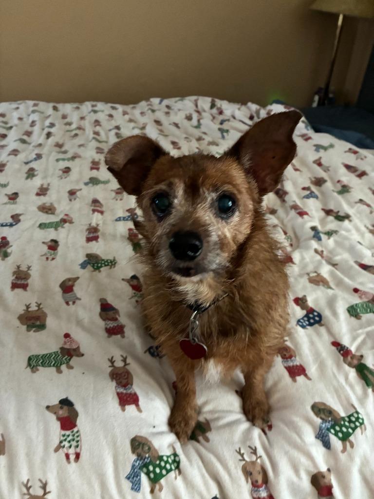 Tinkerbell, Adopted, Senior Female Chihuahua.