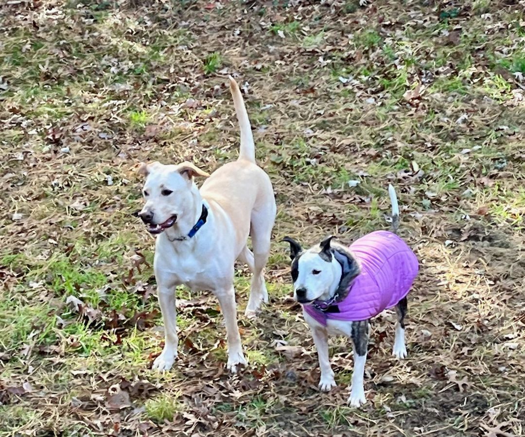 Nana, an adopted Pit Bull Terrier in Ozone Park, NY image 4/5