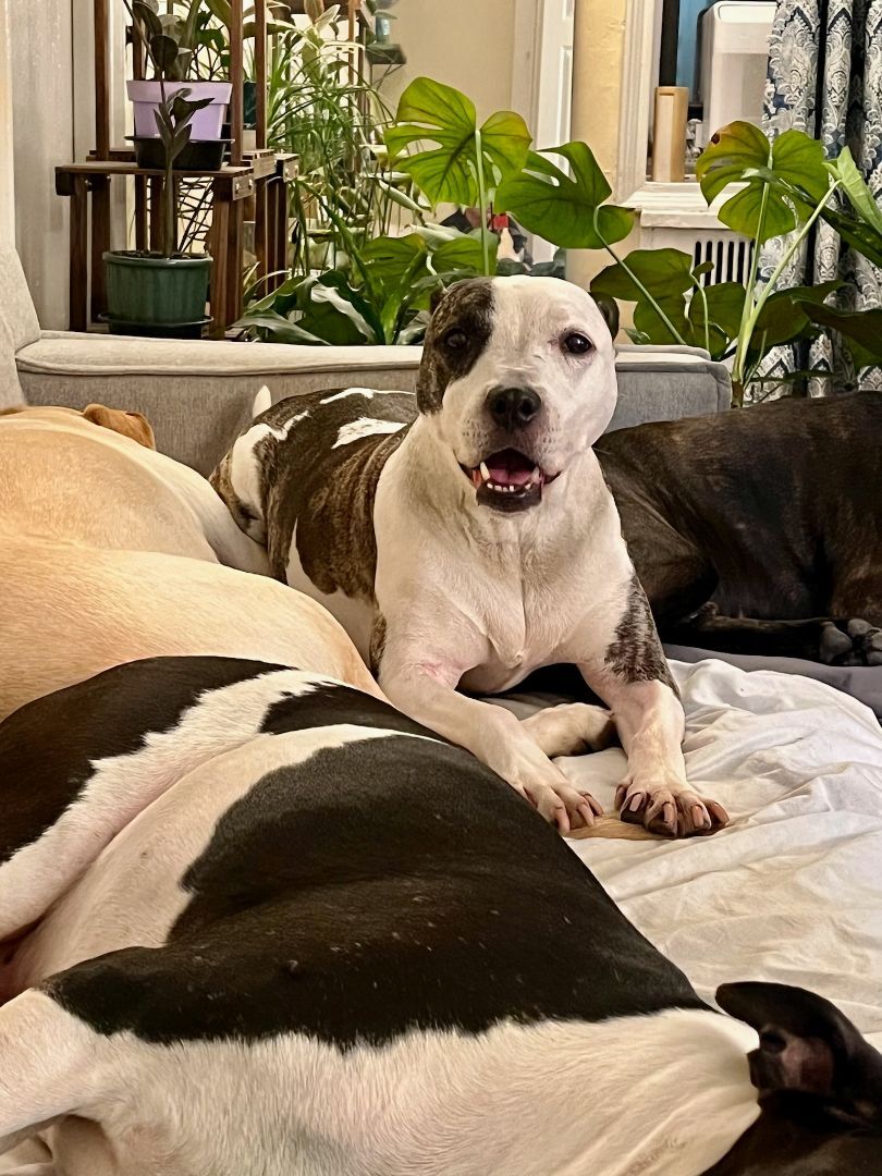 Nana, an adopted Pit Bull Terrier in Ozone Park, NY image 3/5