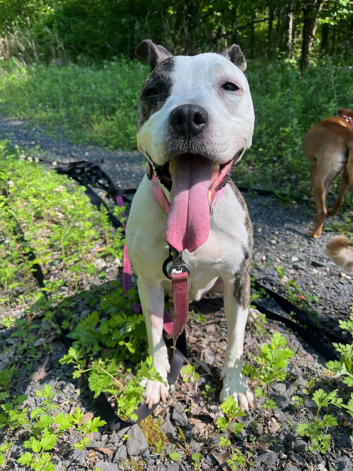 Nana, an adopted Pit Bull Terrier in Ozone Park, NY image 5/5