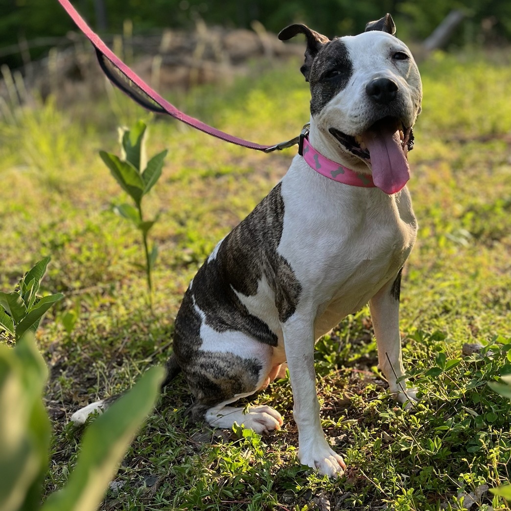 Nana, adopted, Adult Female Pit Bull Terrier.
