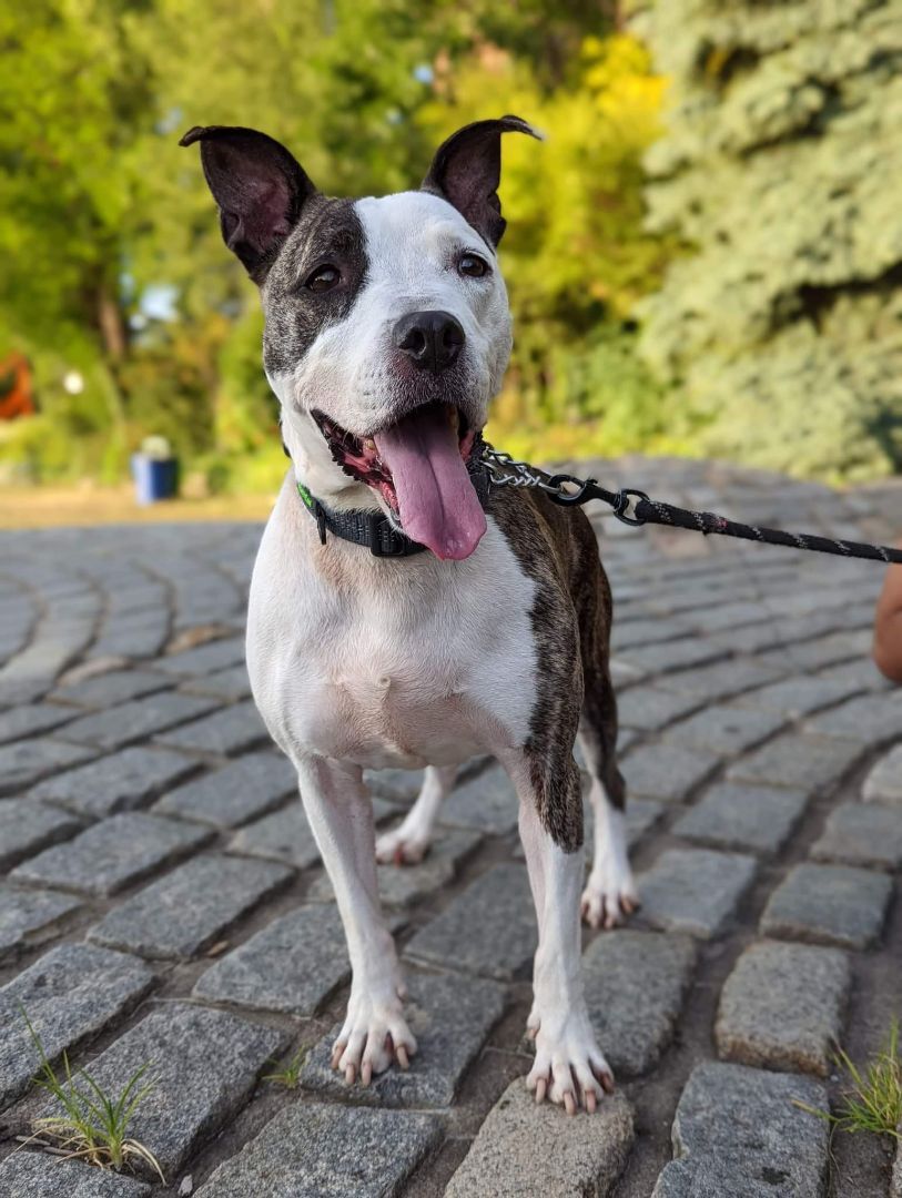 Nana, an adopted Pit Bull Terrier in Ozone Park, NY image 2/5