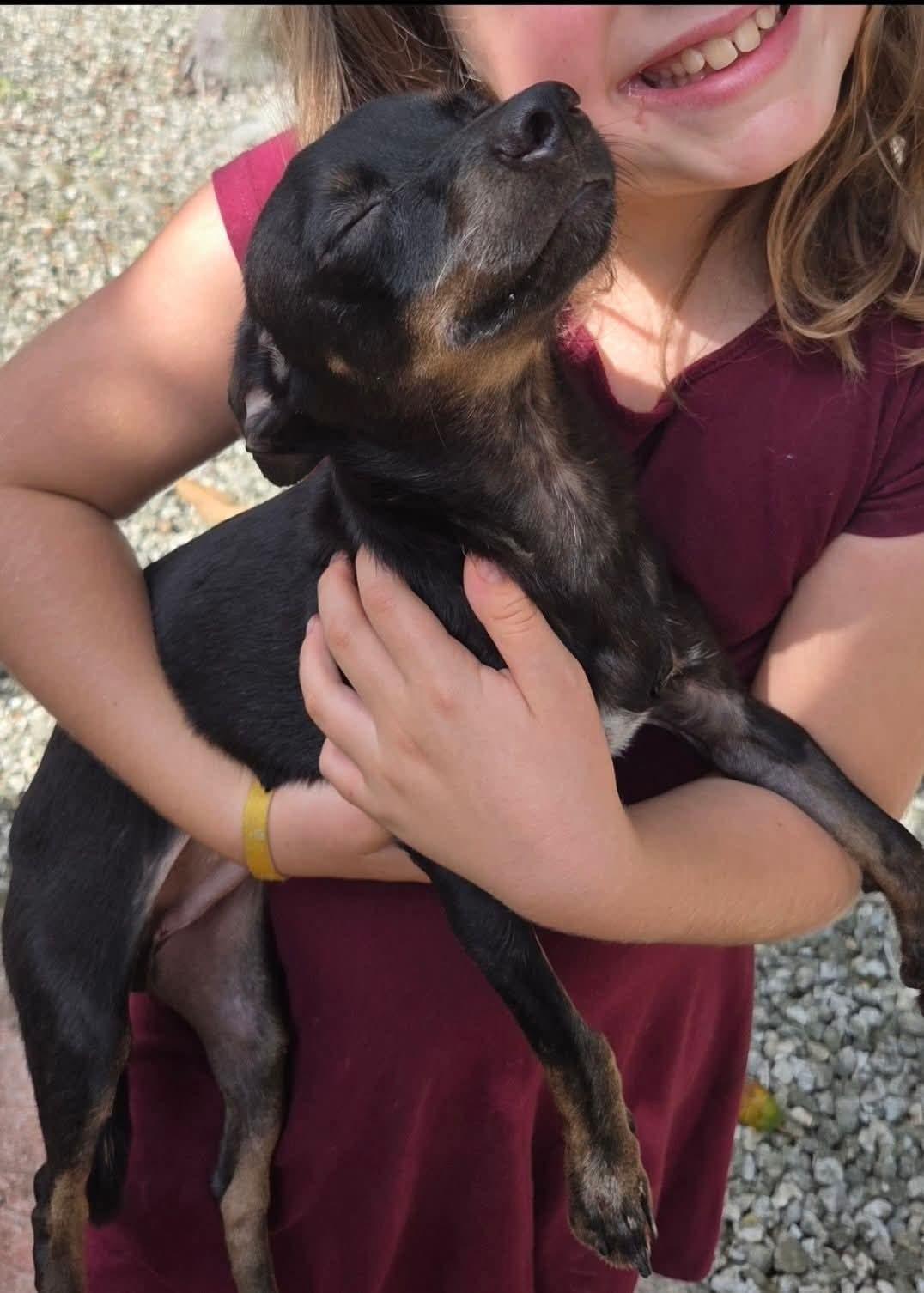 Enlarge Asher, an adoptable mixed breed in Miami, FL image 3/3