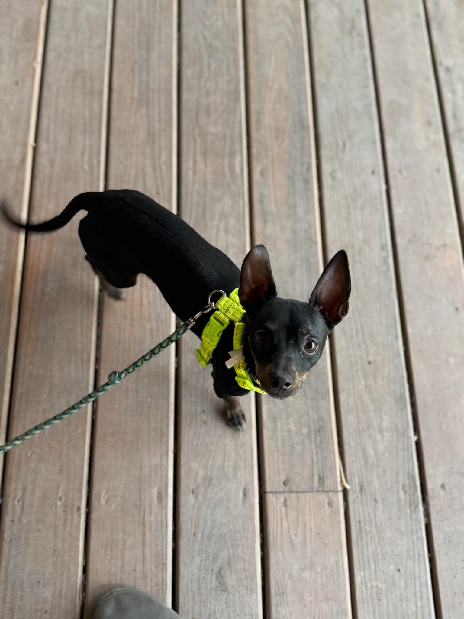 Enlarge Asher, an adoptable mixed breed in Miami, FL image 1/3