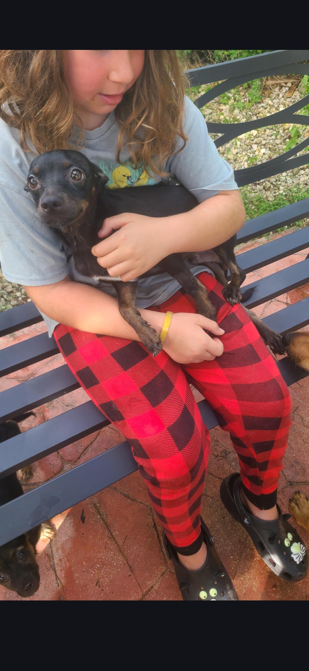 Asher, Adoptable, Young Male Chihuahua.