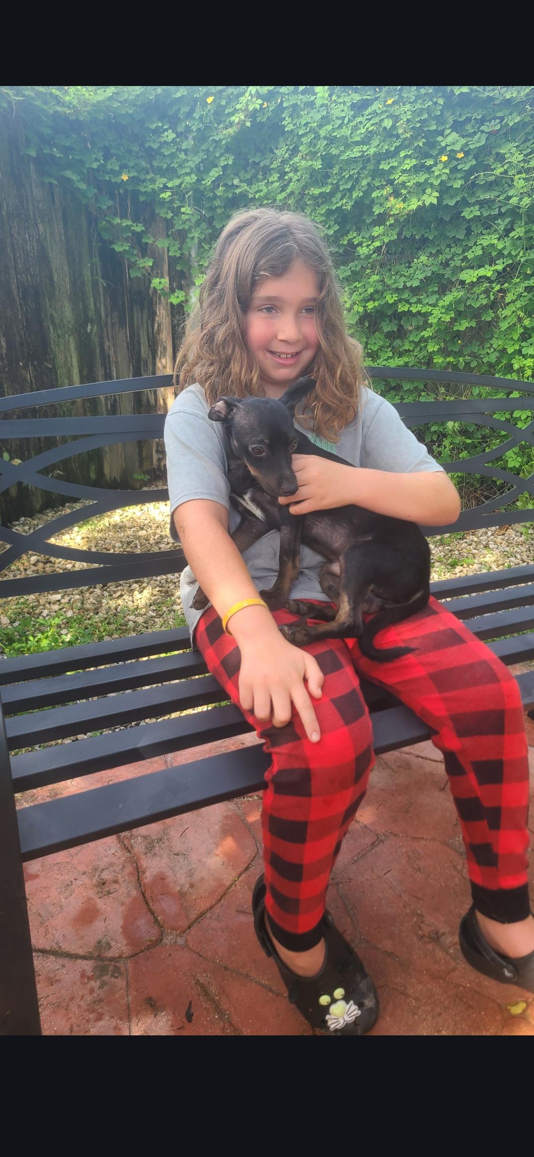 Asher, an adopted mixed breed in Miami, FL image 2/2