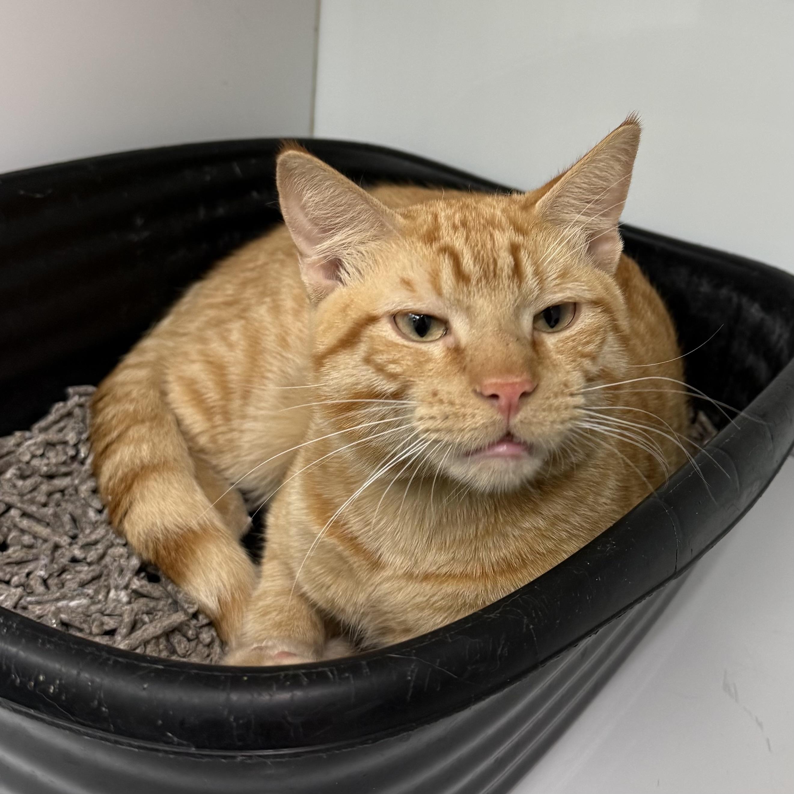 Mufasa, Adopted, Young Male Domestic Short Hair.