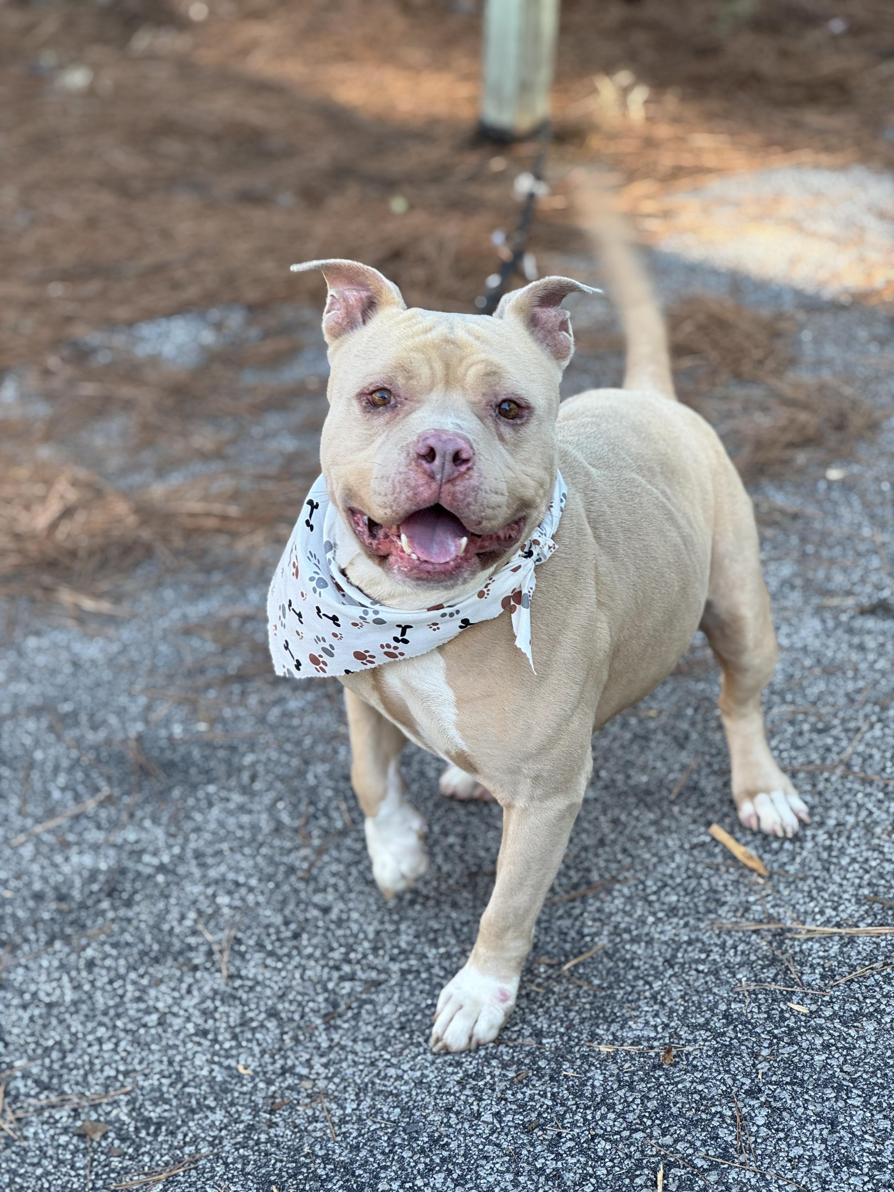 Enlarge Britton, a ADOPTABLE American Bully in Sumter, SC image 2/2