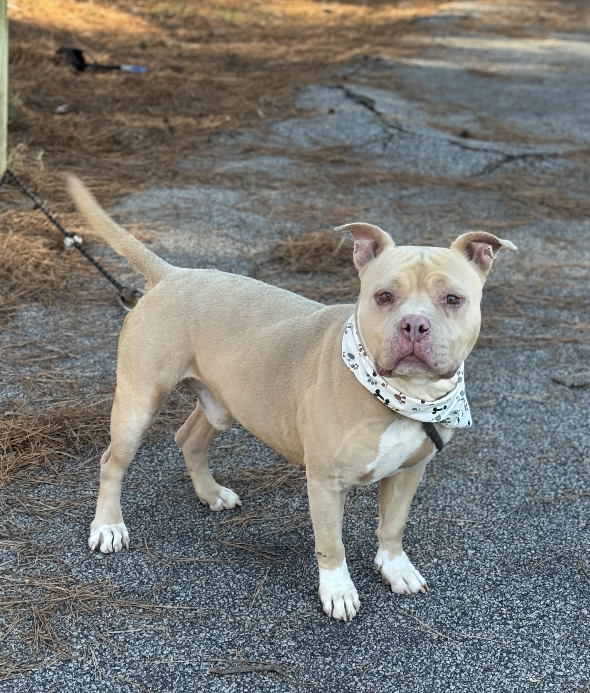 Enlarge Britton, a ADOPTABLE American Bully in Sumter, SC image 1/2
