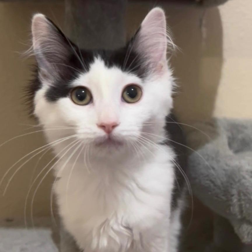 Enlarge Tenya Lida, a Adoptable Domestic Long Hair in Las Vegas, NV image 1/1