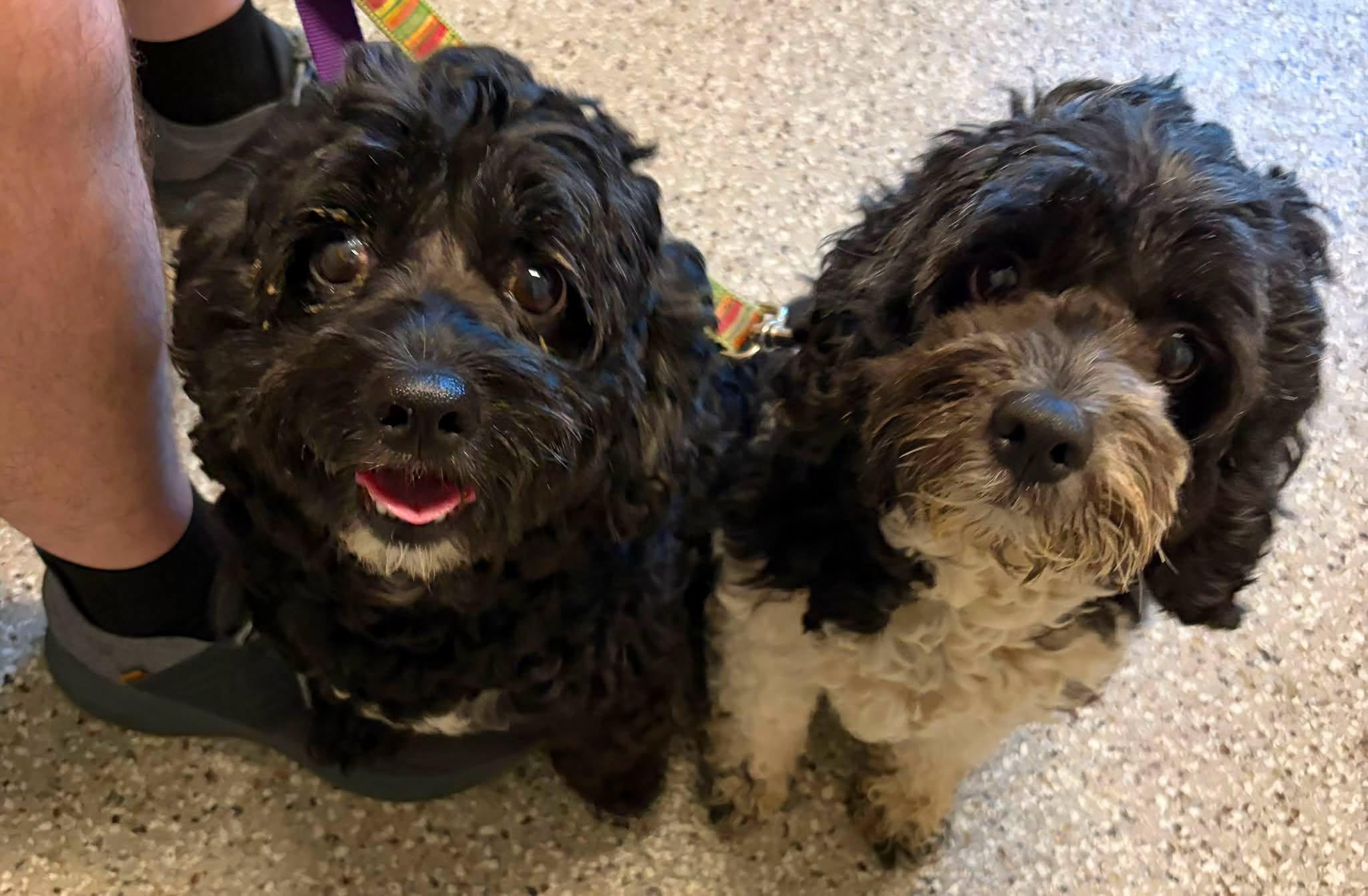 Claudette and Audrey, ADOPTABLE, Adult Female Cockapoo.