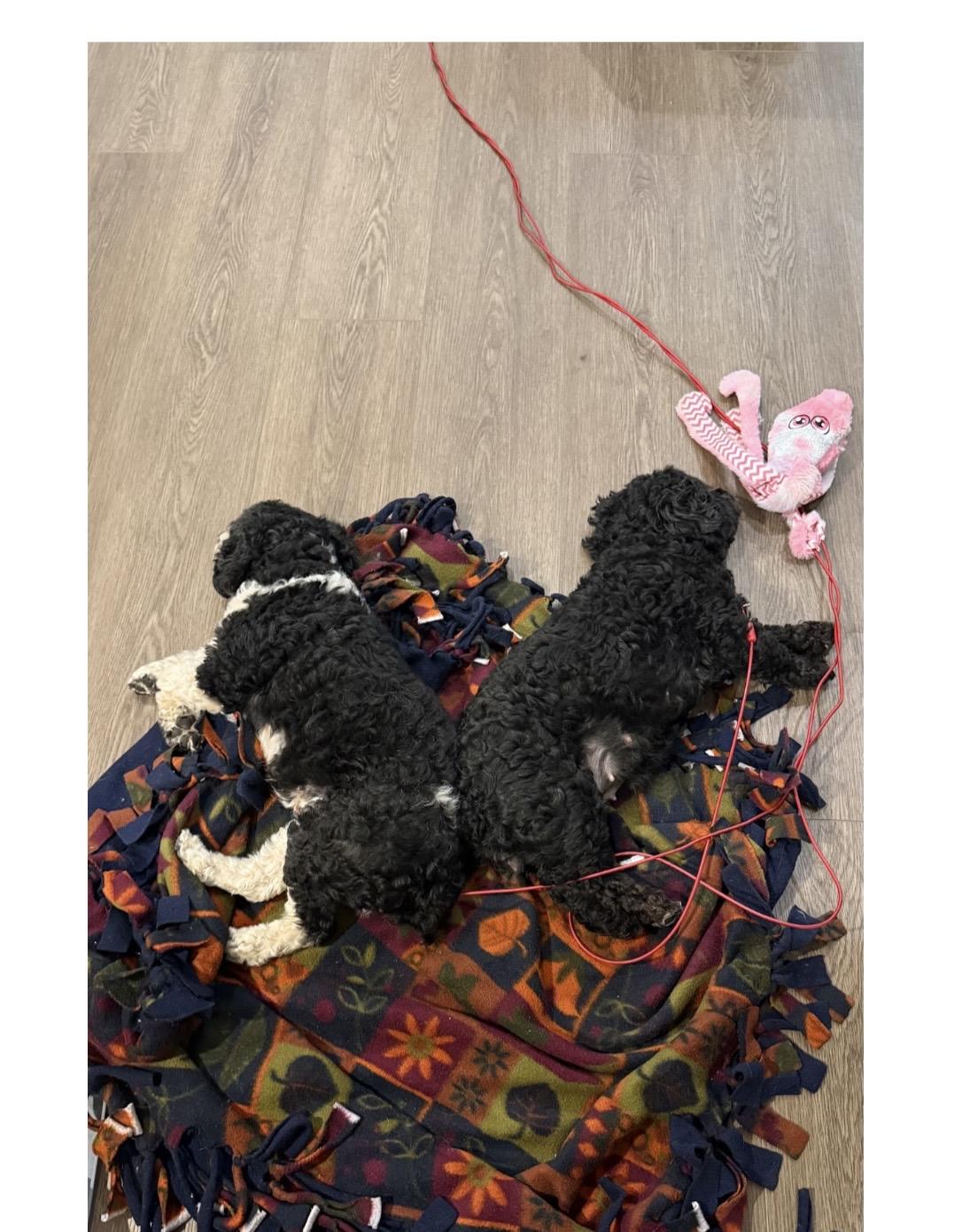Claudette and Audrey, a ADOPTABLE Cockapoo in Holland, MI image 2/3
