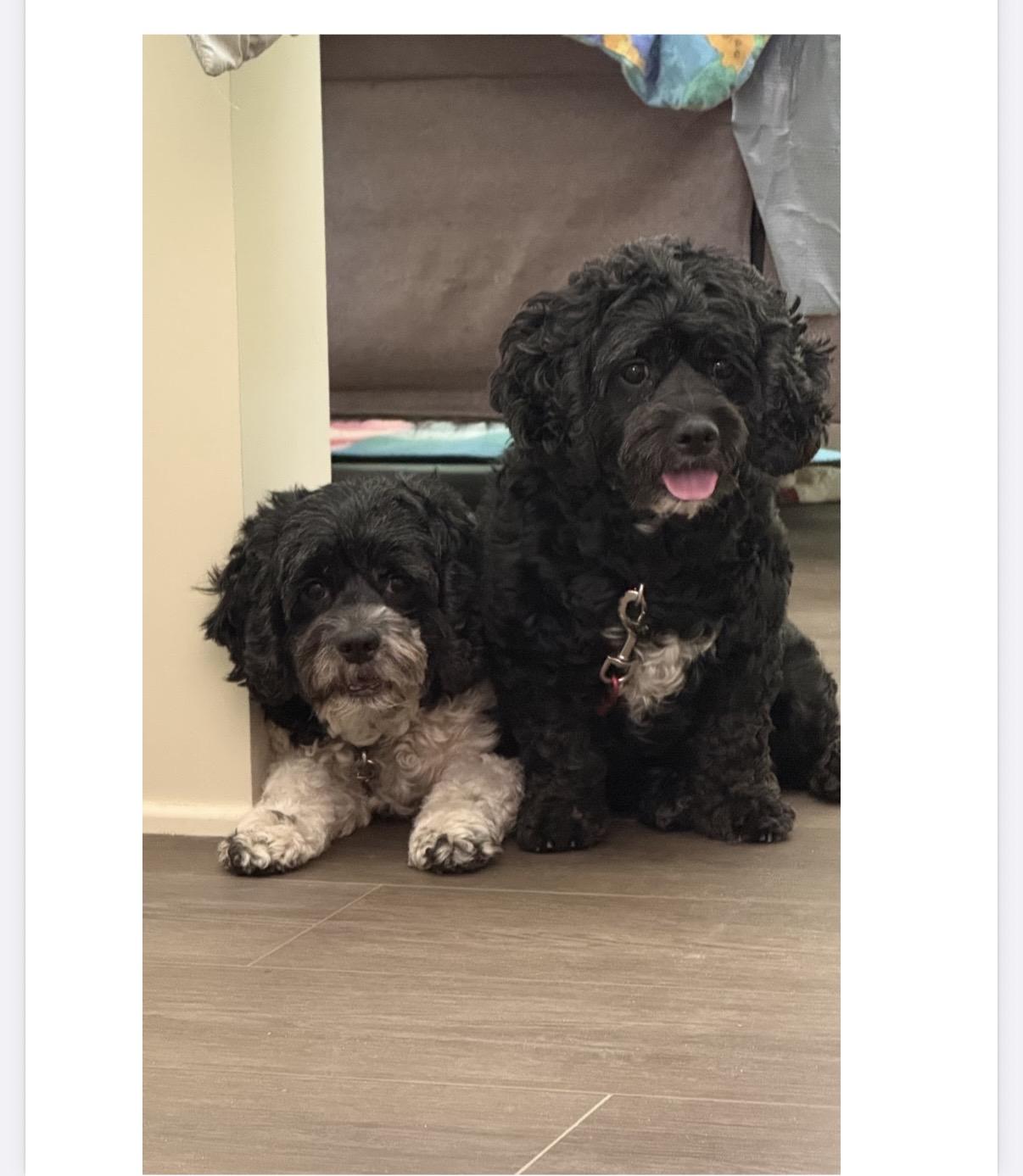 Claudette and Audrey, a ADOPTABLE Cockapoo in Holland, MI image 3/3