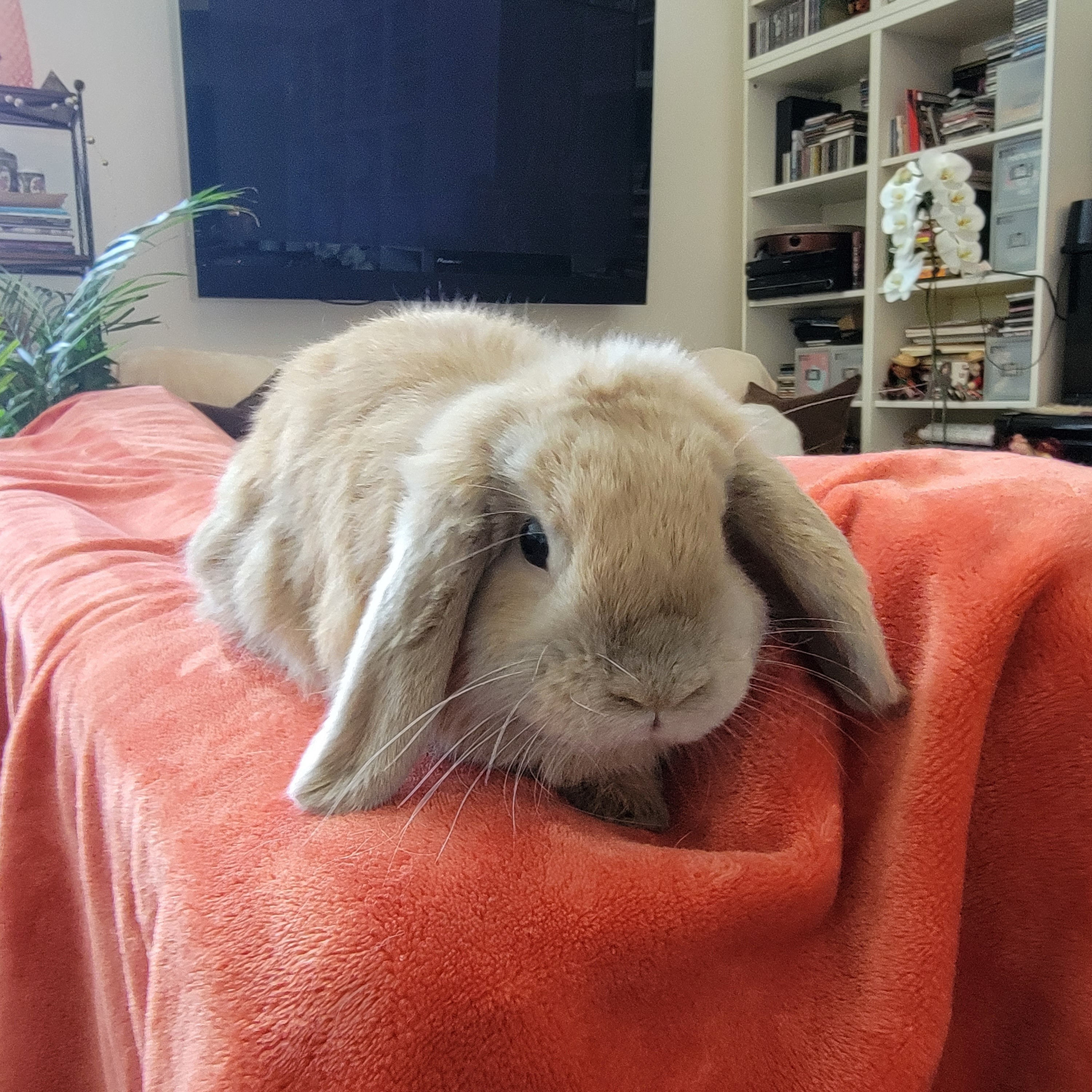 Lorenzo