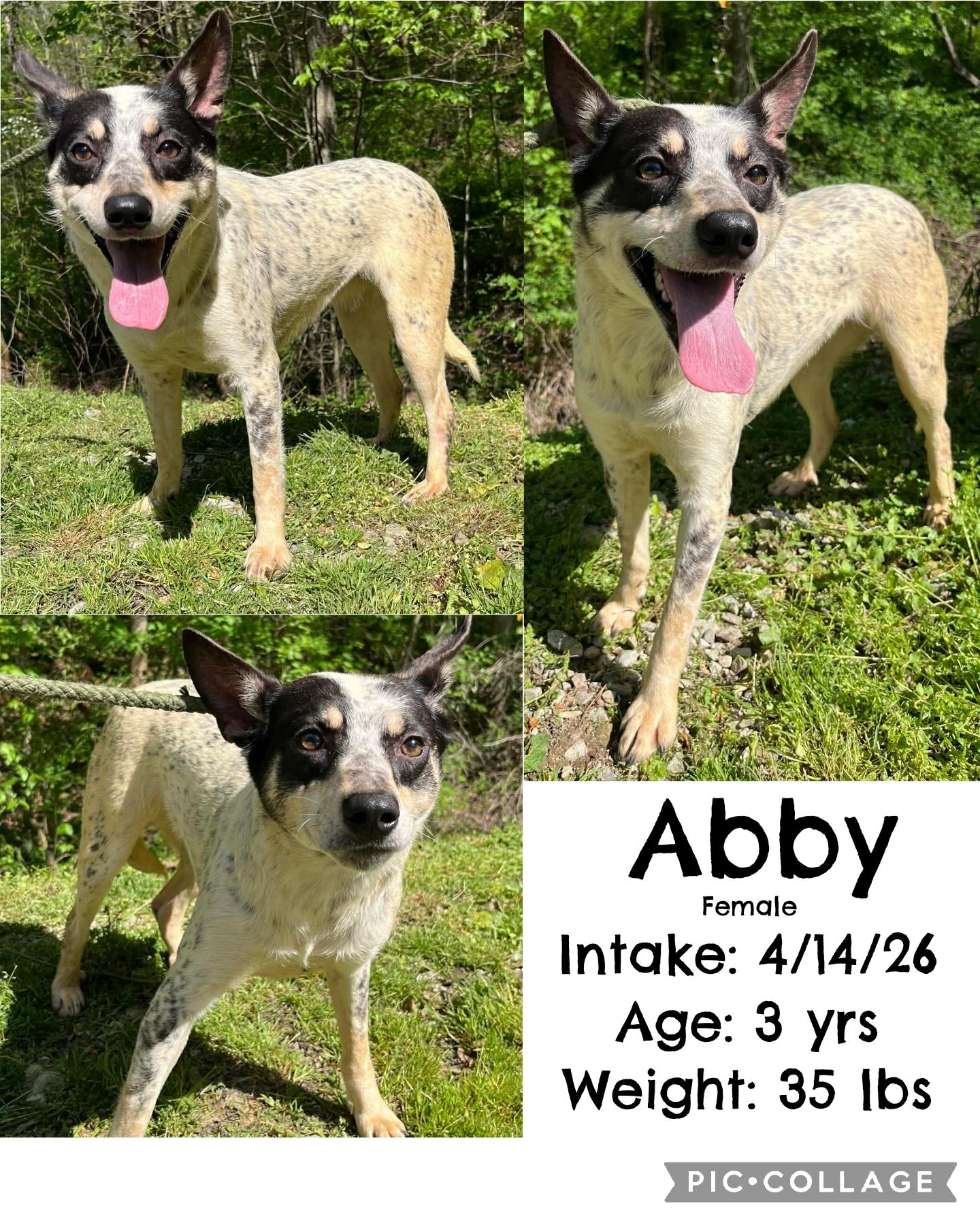 Enlarge Abby, a ADOPTABLE Australian Cattle Dog / Blue Heeler in Staffordsville, KY image 1/1