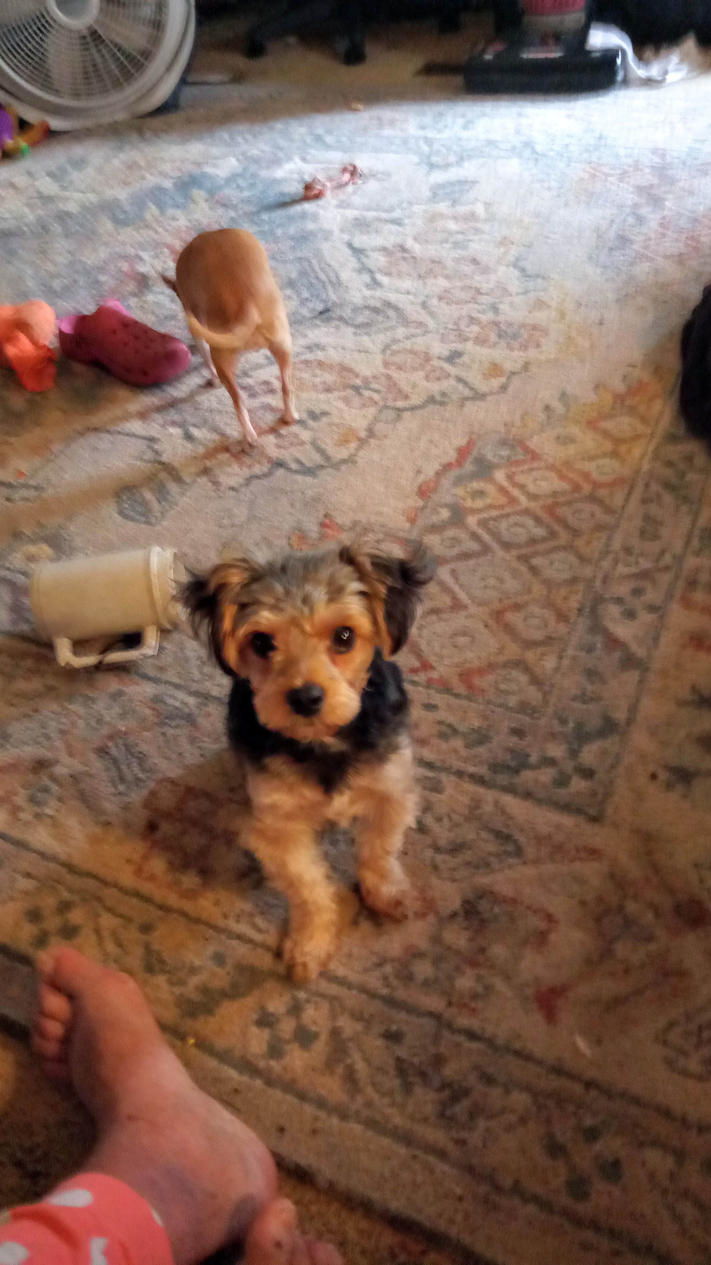 Enlarge Bobo, a Adopted Yorkshire Terrier in Upper Sandusky, OH image 6/6