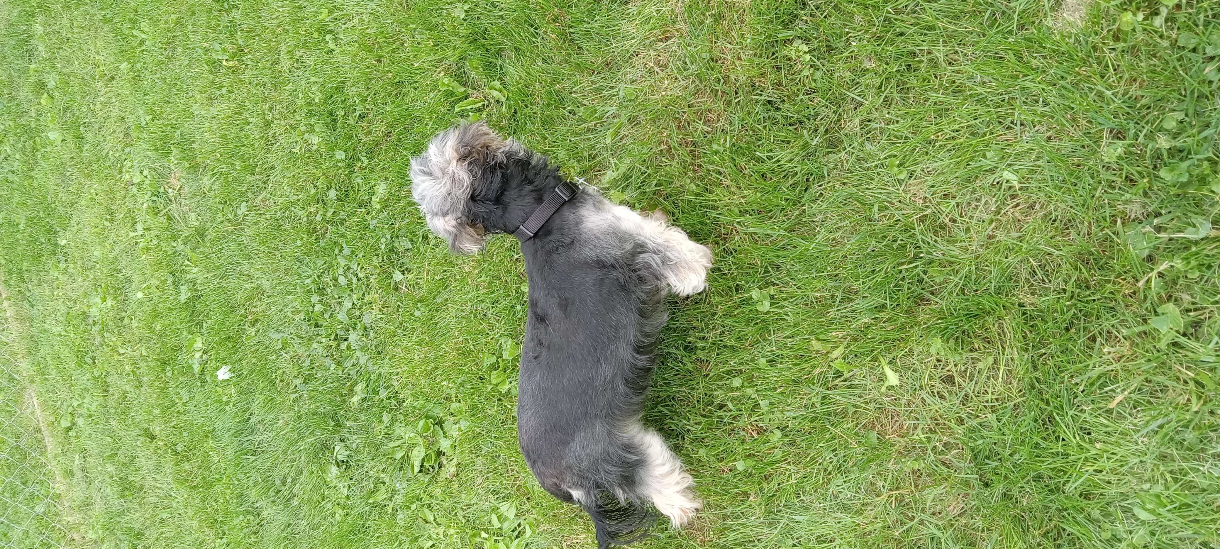 Enlarge Bobo, a Adopted Yorkshire Terrier in Upper Sandusky, OH image 2/6