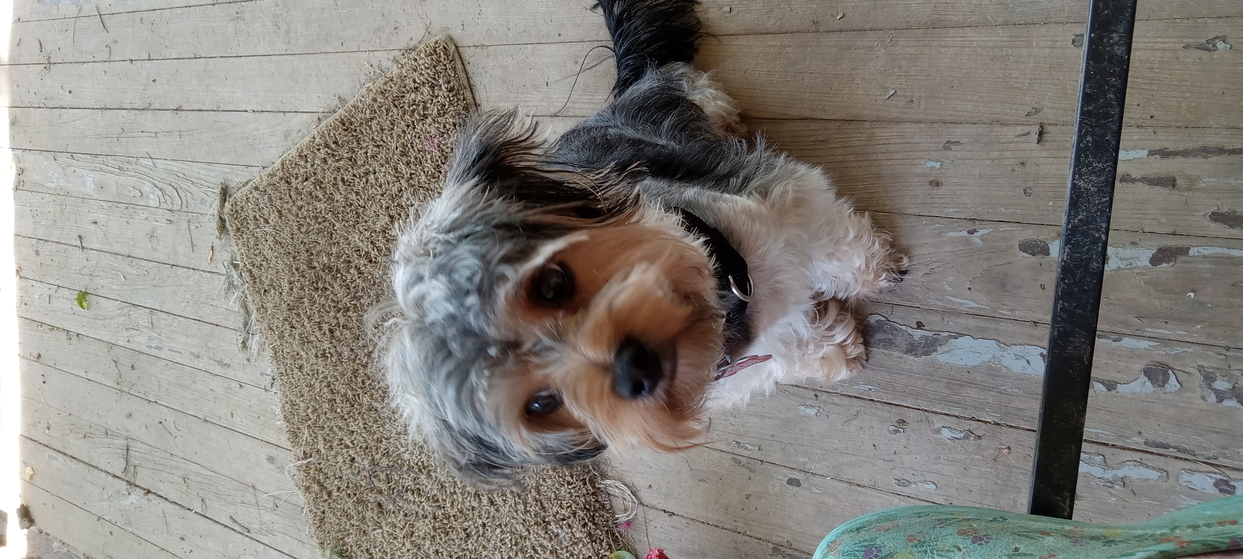 Enlarge Bobo, a Adopted Yorkshire Terrier in Upper Sandusky, OH image 4/6