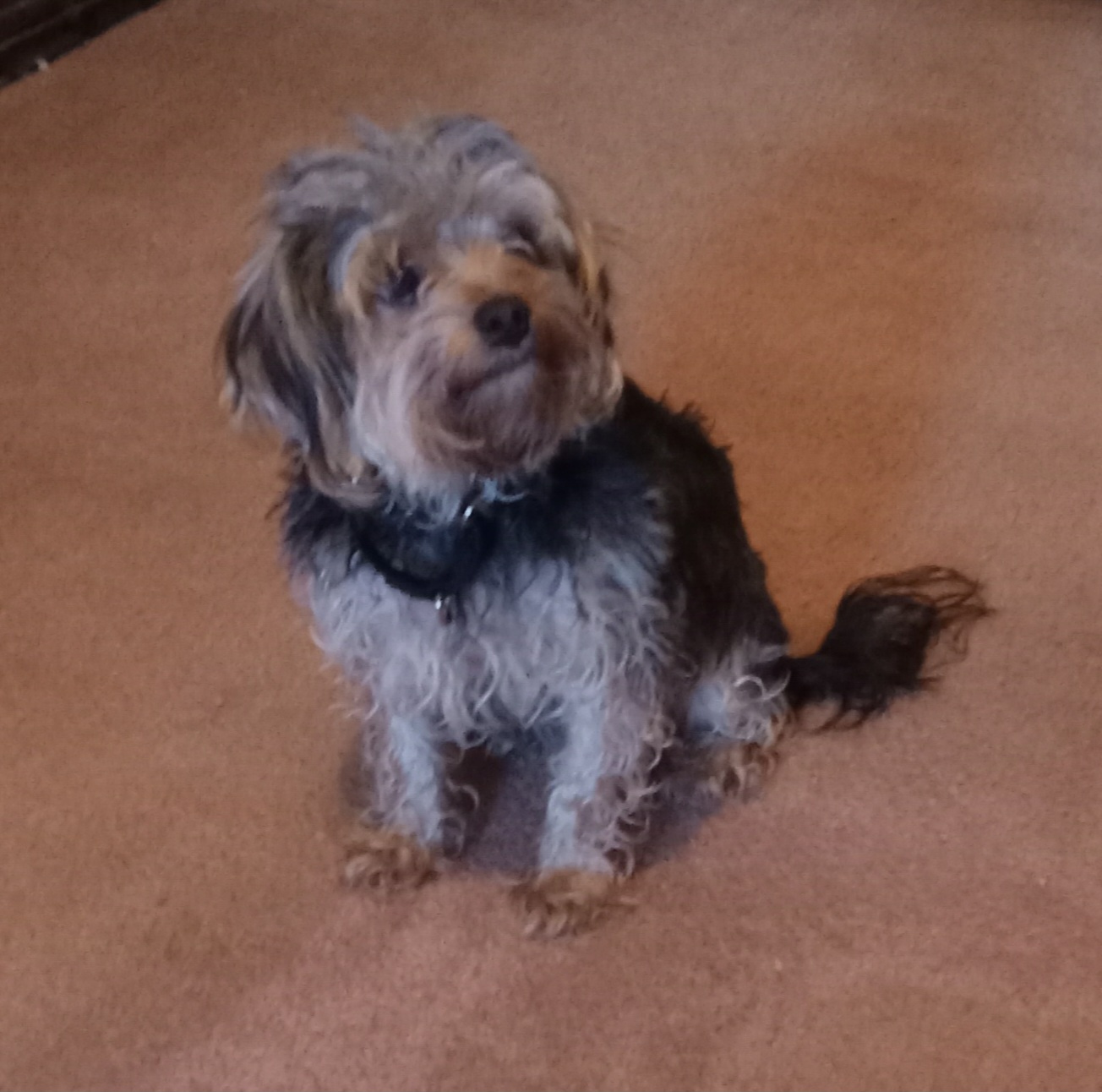 Enlarge Bobo, a Adopted Yorkshire Terrier in Upper Sandusky, OH image 5/6