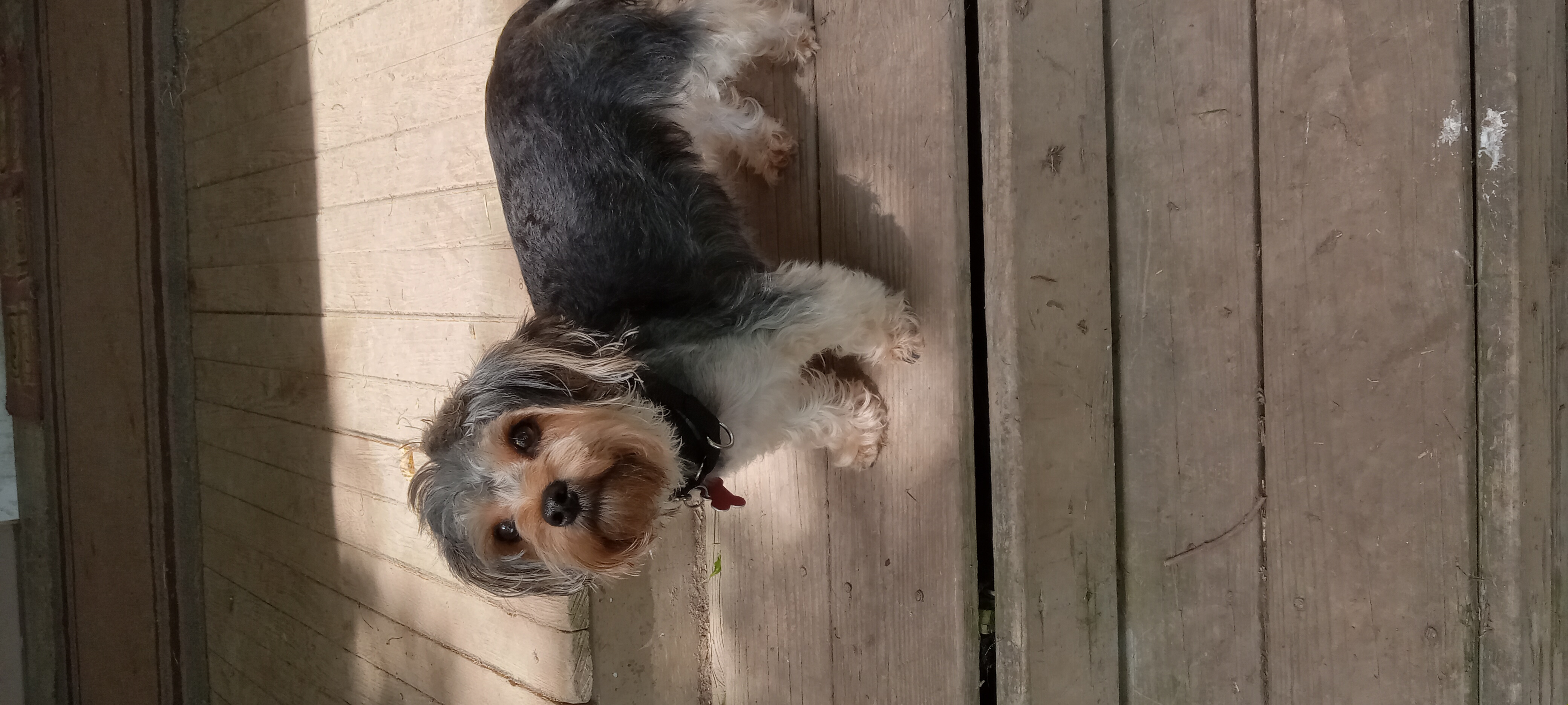 Bobo, Adopted, Young Male Yorkshire Terrier.