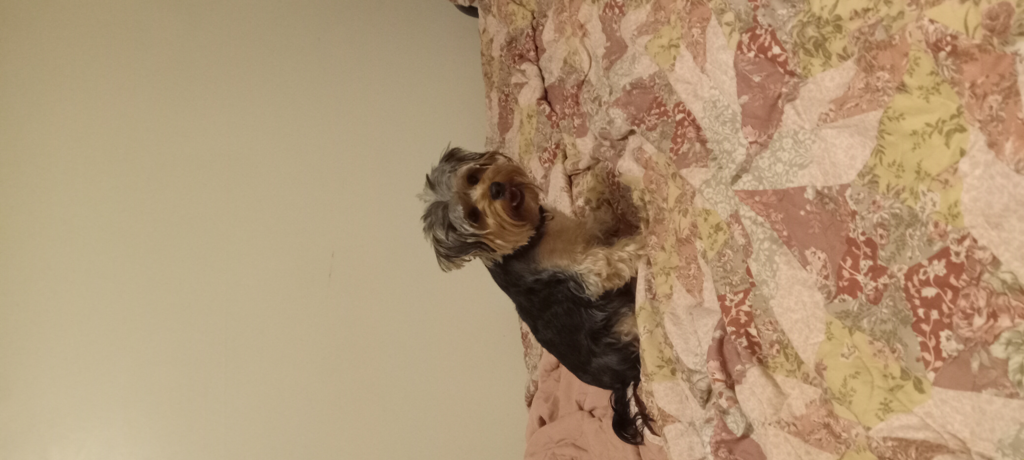 Enlarge Bobo, a Adopted Yorkshire Terrier in Upper Sandusky, OH image 3/6