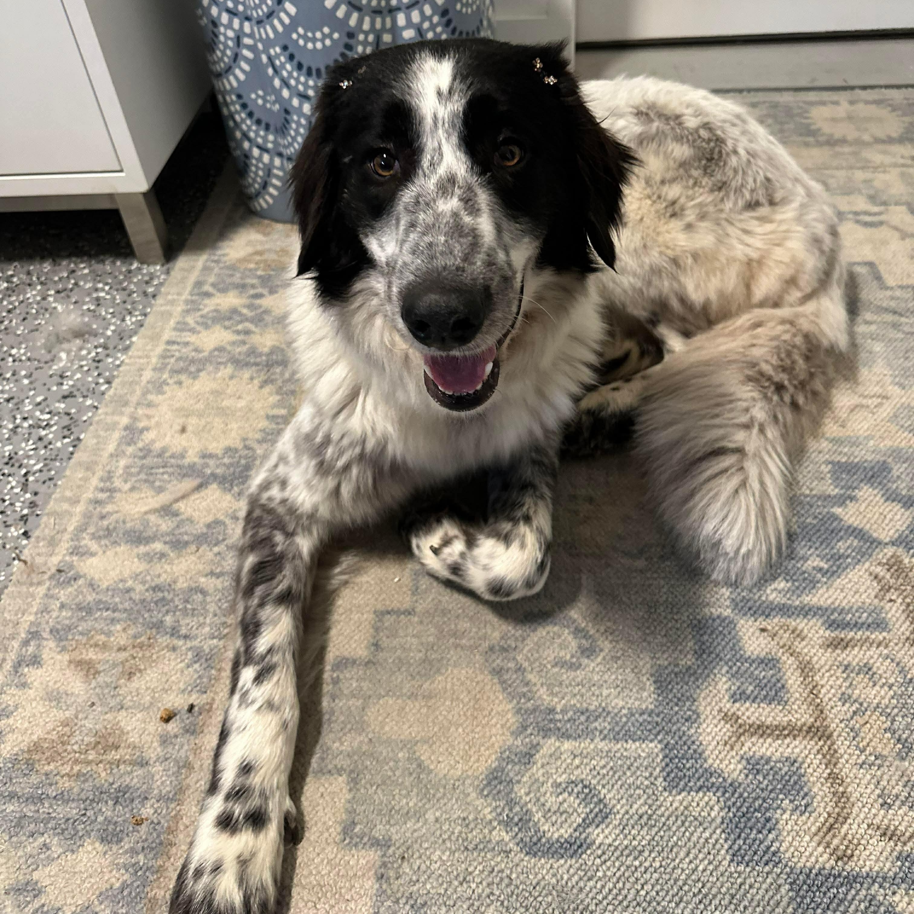 Birdie Bam, Adoptable, Adult Female Pointer.