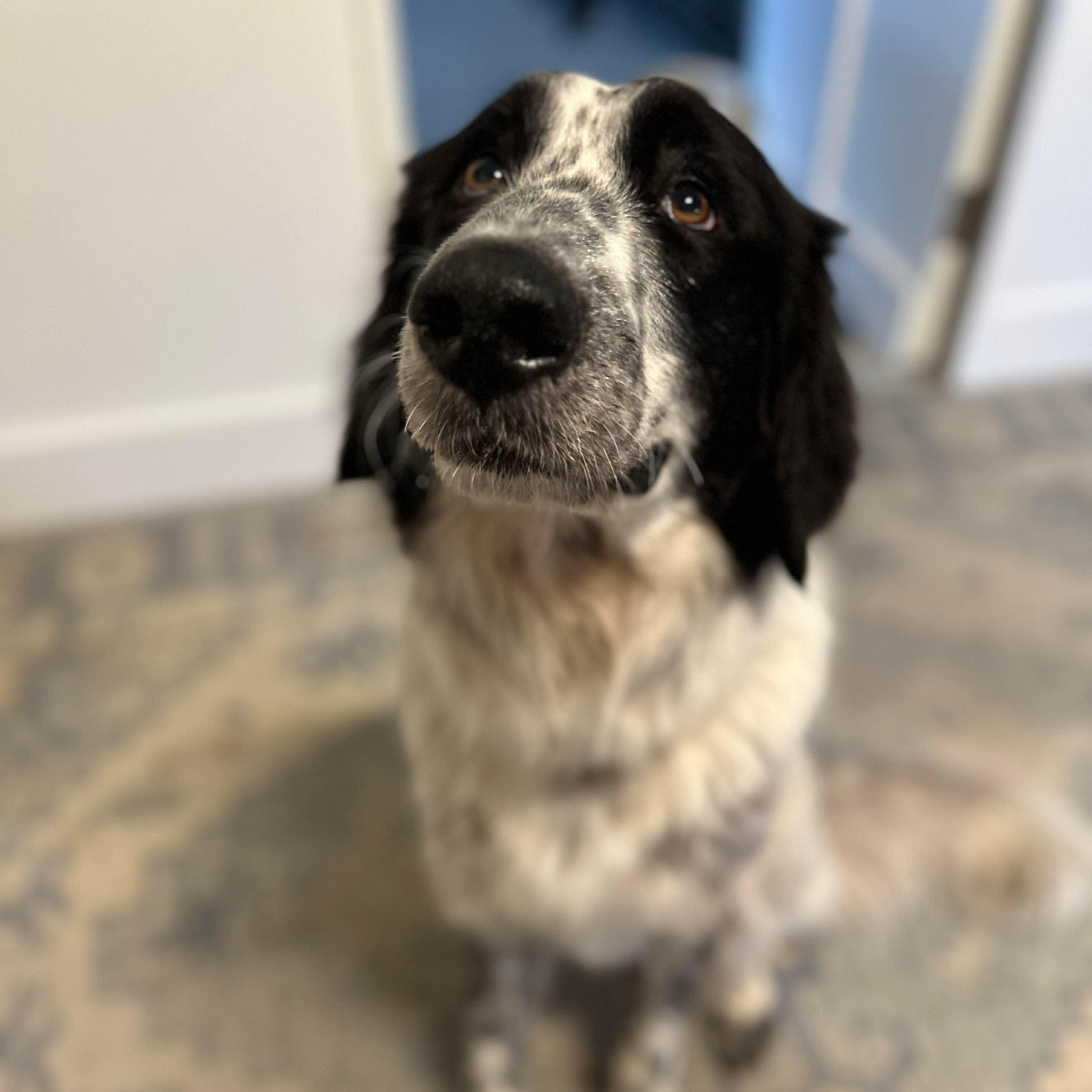 Enlarge Birdie Bam, a Adoptable mixed breed in Wando, SC image 4/6