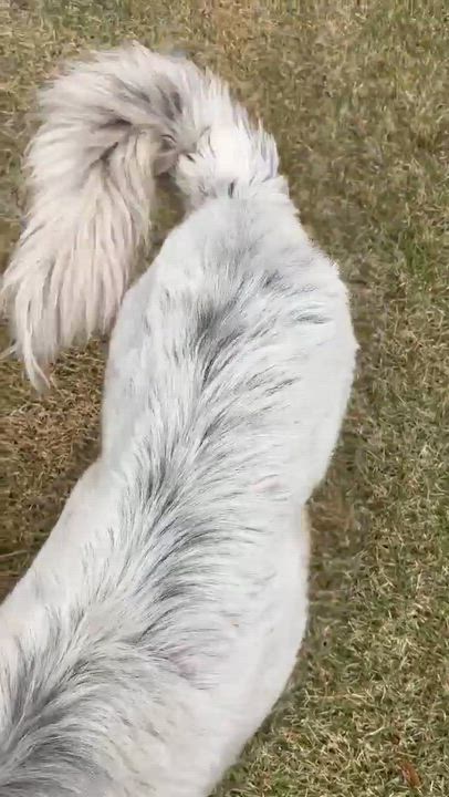 Enlarge Birdie Bam, a Adoptable mixed breed in Wando, SC video 3/6